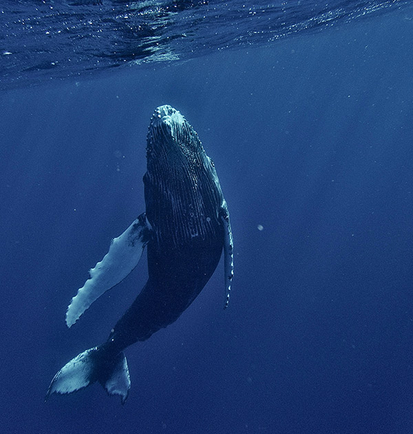 Blue Whale