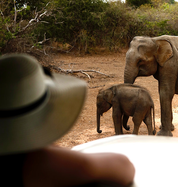 Sri lankan safari