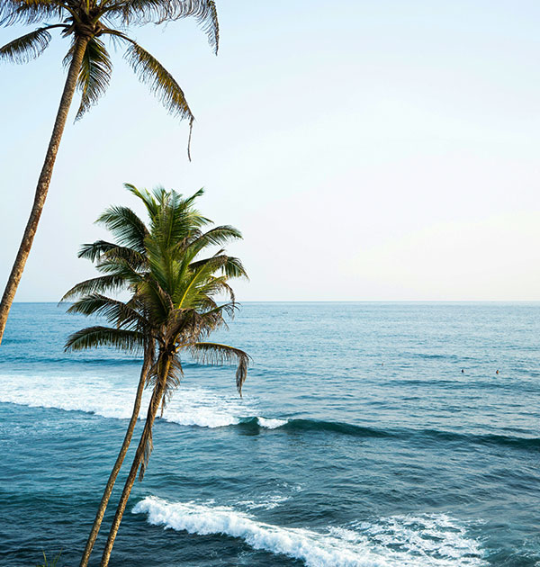 Coconut tree and beach view